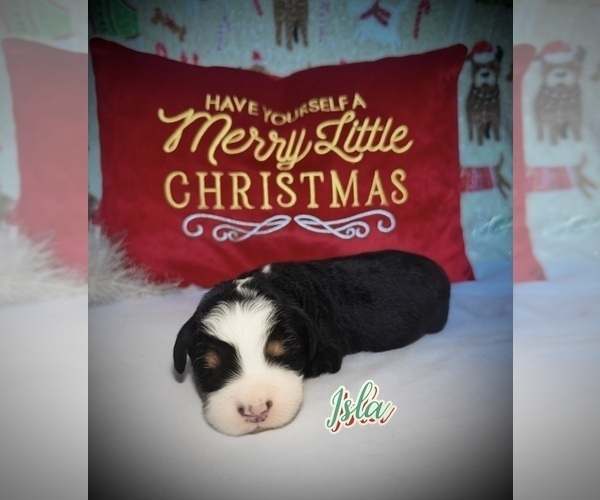 Medium Photo #1 Bernedoodle Puppy For Sale in SIMI VALLEY, CA, USA