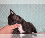 Small Photo #7 French Bulldog Puppy For Sale in PITTSBURGH, PA, USA
