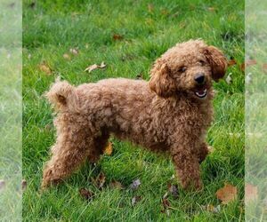 Father of the ShihPoo puppies born on 03/29/2025