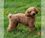 Small Photo #1 ShihPoo Puppy For Sale in EAST EARL, PA, USA