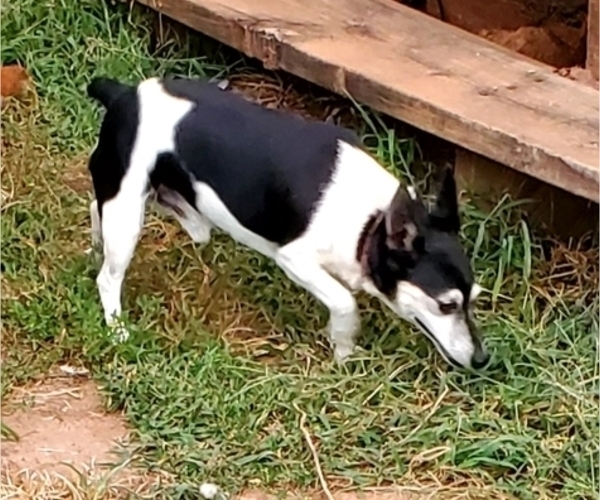 Medium Photo #1 Rat Terrier Puppy For Sale in THURMONT, MD, USA