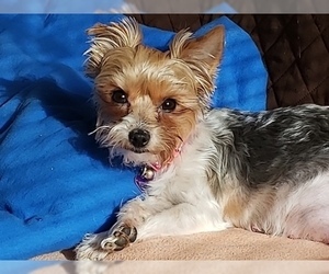 Mother of the Yorkshire Terrier puppies born on 08/27/2019