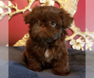 Father of the Shih Tzu puppies born on 04/20/2019