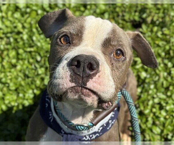 Medium Photo #2 American Staffordshire Terrier-Unknown Mix Puppy For Sale in Fort Lauderdale, FL, USA