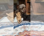 Small Photo #22 Aussiedoodle Puppy For Sale in SWANNANOA, NC, USA