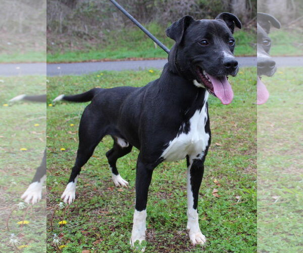 Medium Photo #2 Mutt Puppy For Sale in Prattville, AL, USA