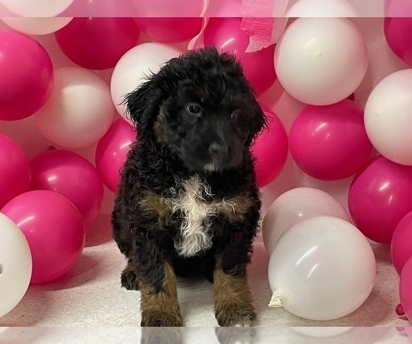 Medium Photo #1 Aussiedoodle Miniature  Puppy For Sale in HICKSVILLE, OH, USA
