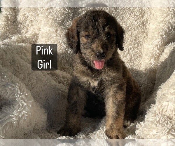 Medium Photo #2 Bernedoodle Puppy For Sale in LEWISBURG, TN, USA