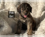 Small #1 Bernedoodle