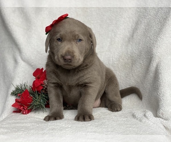 Medium Photo #6 Labrador Retriever Puppy For Sale in CEDAR LANE, PA, USA
