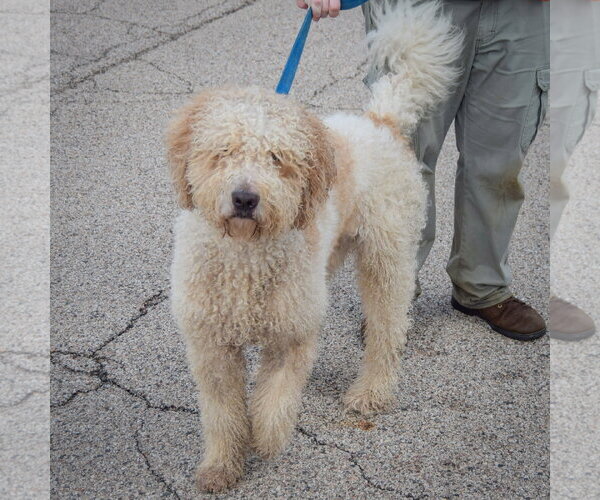 Medium Photo #3 Golden Retriever-Unknown Mix Puppy For Sale in Huntley, IL, USA