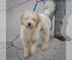Small Photo #3 Golden Retriever-Unknown Mix Puppy For Sale in Huntley, IL, USA