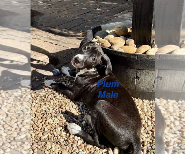 Medium Photo #3 Mutt Puppy For Sale in Jackson Township, NJ, USA