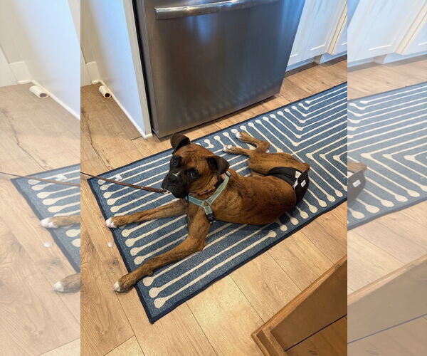 Medium Photo #3  Puppy For Sale in , 