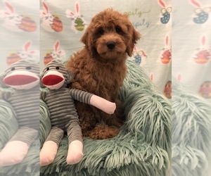 Goldendoodle-Poodle (Miniature) Mix Puppy for sale in SYLMAR, CA, USA