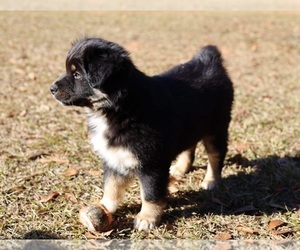 Miniature American Shepherd Puppy for sale in DAWSON, GA, USA