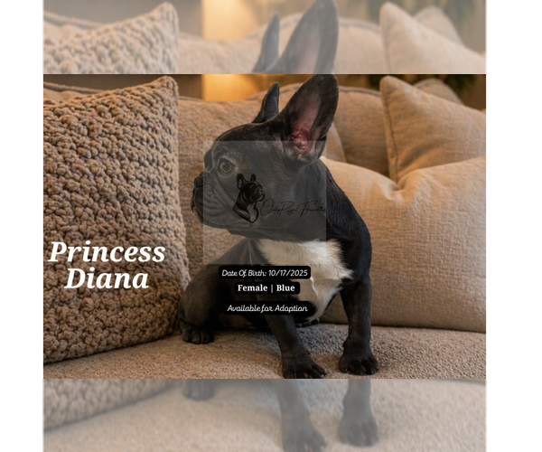 Medium Photo #5 French Bulldog Puppy For Sale in FAYETTEVILLE, GA, USA