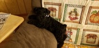 Small Photo #1 Schnauzer (Miniature) Puppy For Sale in BRKN ARW, OK, USA