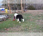 Small Photo #43 Old English Sheepdog Puppy For Sale in MARIONVILLE, MO, USA
