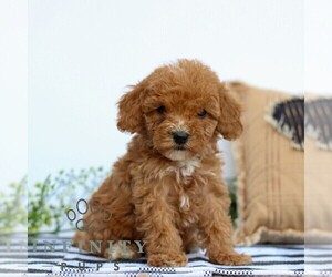 Goldendoodle (Miniature) Puppy for sale in LITITZ, PA, USA