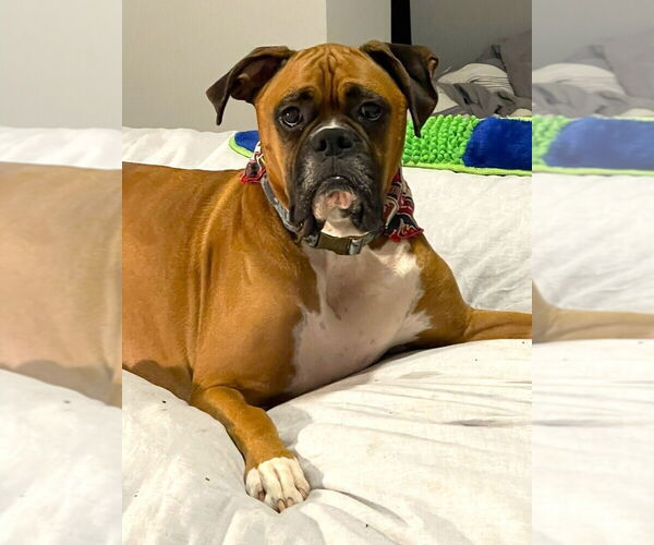 Medium Photo #2 Boxer Puppy For Sale in Austin, TX, USA