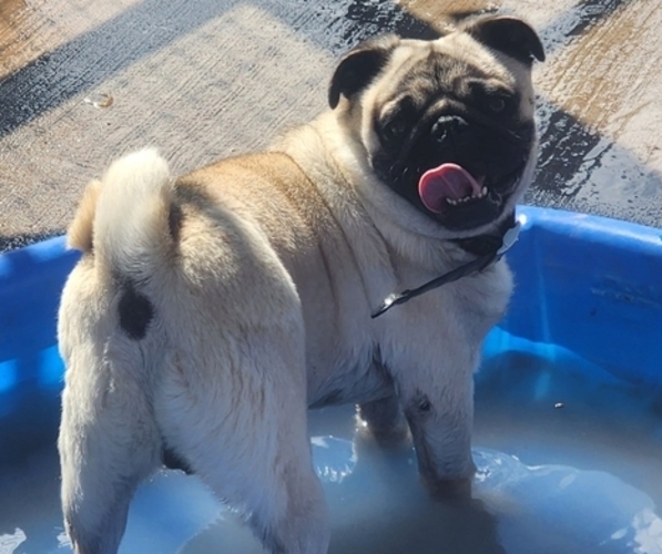 Medium Photo #1 Pug Puppy For Sale in AFTON, WY, USA