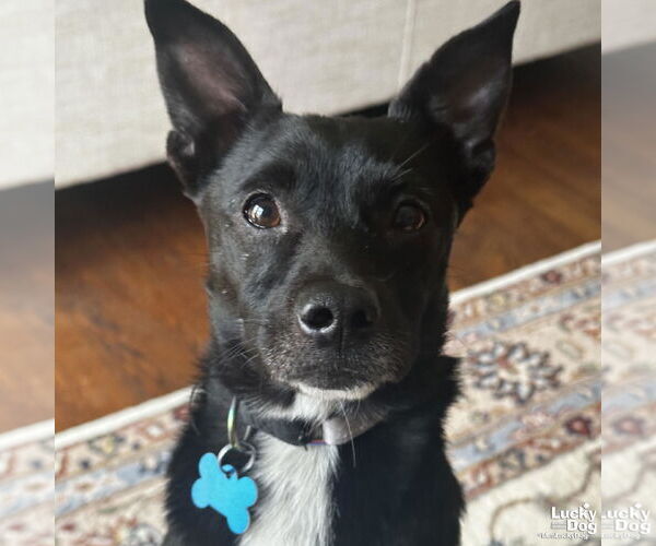 Medium Photo #9 Chihuahua Puppy For Sale in Washington, DC, USA