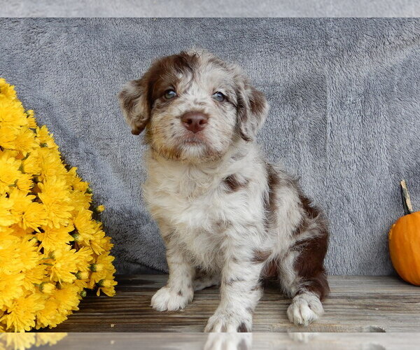 Medium Photo #4 Miniature Labradoodle Puppy For Sale in MILLERSBURG, OH, USA