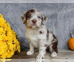Small #3 Miniature Labradoodle