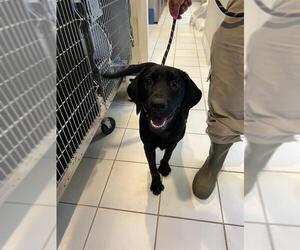 Labrador Retriever Dogs for adoption in Ojai, CA, USA