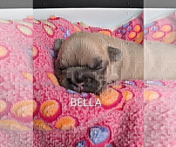 Medium Photo #24 French Bulldog Puppy For Sale in MCKINLEYVILLE, CA, USA