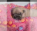 Small Photo #24 French Bulldog Puppy For Sale in MCKINLEYVILLE, CA, USA