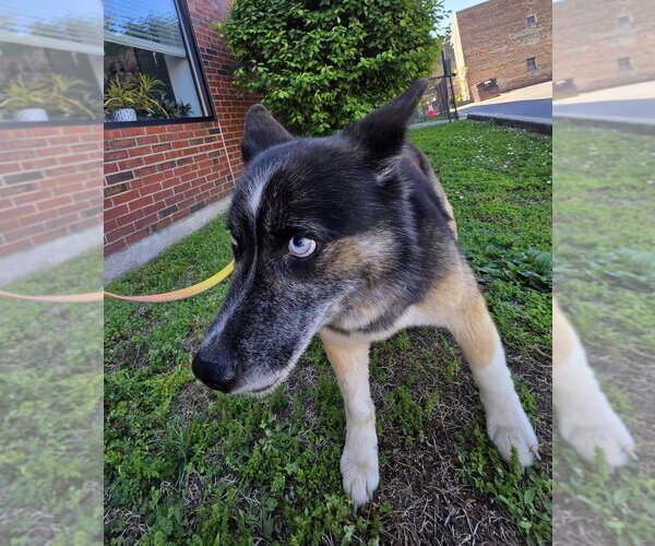 Medium Photo #3 Norwegian Elkhound-Unknown Mix Puppy For Sale in Aurora, IN, USA