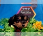 Small Photo #27 Yorkshire Terrier Puppy For Sale in AKRON, OH, USA