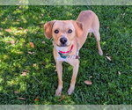 Small #1 Beagle Mix