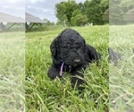 Small Photo #7 Goldendoodle Puppy For Sale in EATON RAPIDS, MI, USA