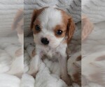 Image preview for Ad Listing. Nickname: Puppy2