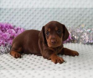 Dachshund Puppy for sale in ORO VALLEY, AZ, USA