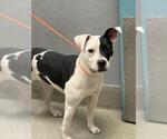 Small American Pit Bull Terrier Mix