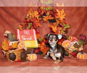 Medium Chihuahua