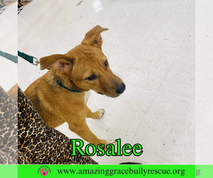Rosalee - Female Chow Chow-Unknown Mix Dog for Adoption - Photo #19