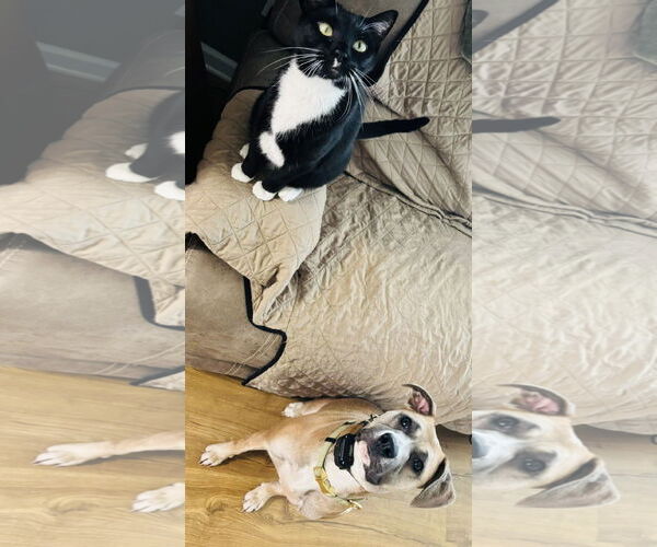 Medium Photo #14 Black Mouth Cur-Unknown Mix Puppy For Sale in Germantown, OH, USA