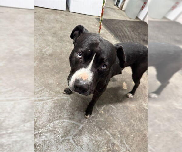 Medium Photo #1 American Pit Bull Terrier Puppy For Sale in Stockton, CA, USA