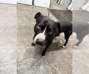 American Pit Bull Terrier Dogs for adoption in Stockton, CA, USA