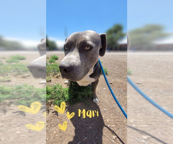 Medium Photo #6 American Pit Bull Terrier-Unknown Mix Puppy For Sale in Monte Vista, CO, USA