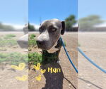 Small #5 American Pit Bull Terrier Mix