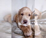 Small #2 Labrador Retriever