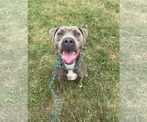 Mutt Dogs for adoption in Abbeville, LA, USA