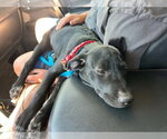 Small #3 Labrador Retriever Mix