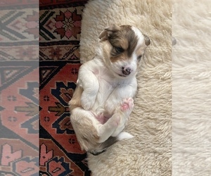 Aussiedoodle Miniature  Litter for sale in OLYMPIA, WA, USA